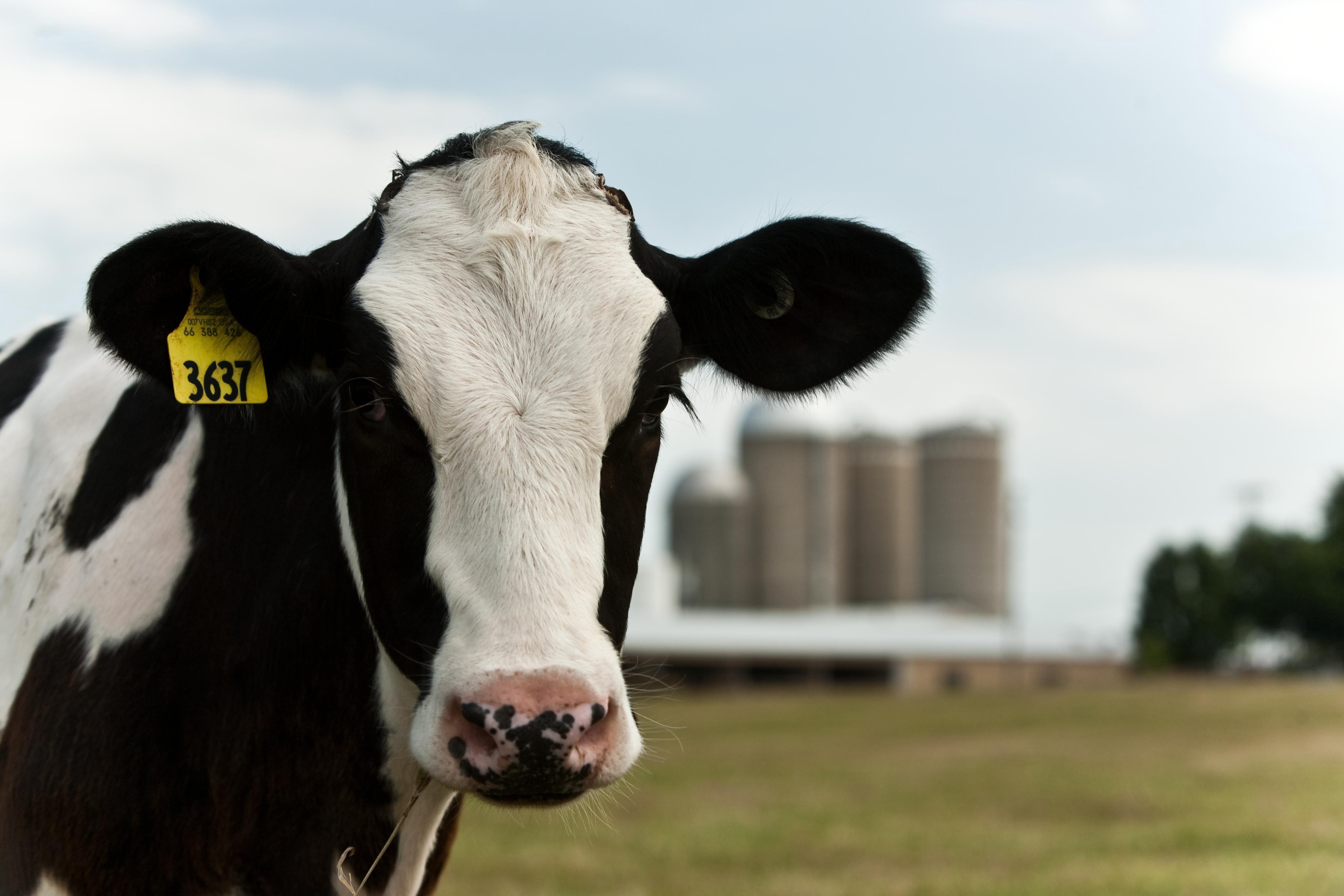 Farm Life Faq Midwest Dairy