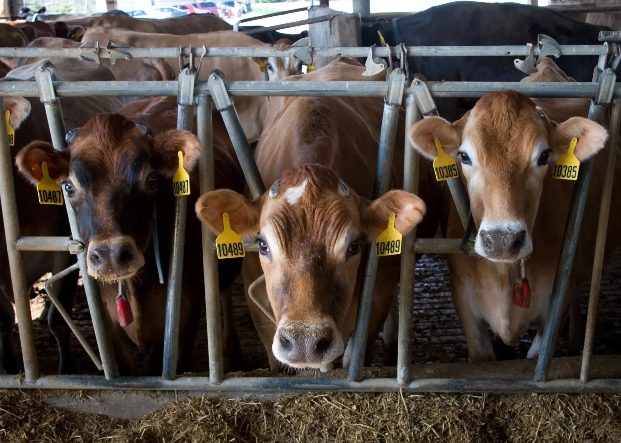 farm cows