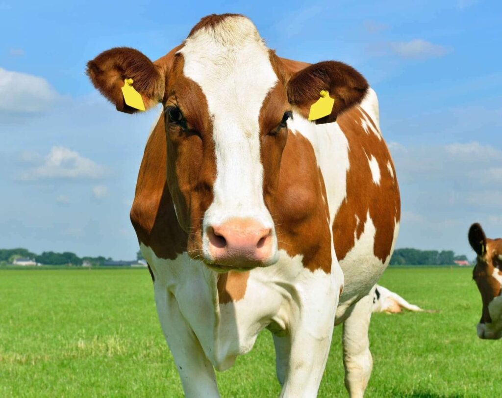 Types of Dairy Cows | Midwest Dairy