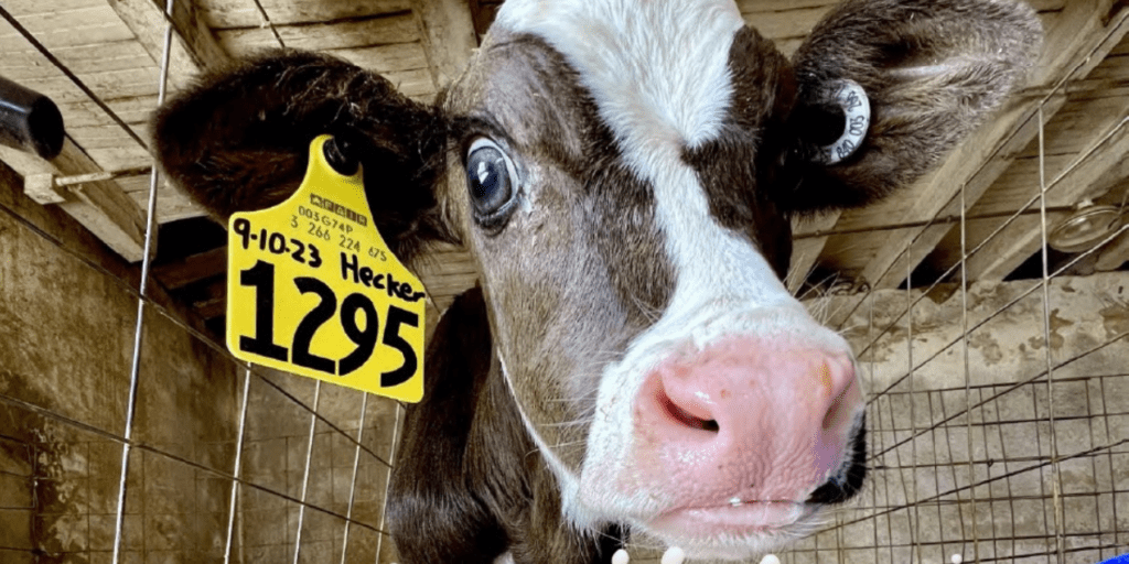 Dairy calf up close to camera