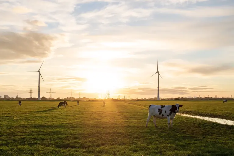 Cows graze in a pasture against the background of wind turbines,